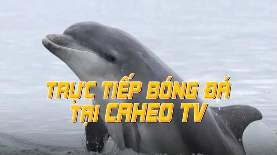 Tổng hợp các giải đấu phát sóng tại trang xem bóng đá trực tuyến caheo